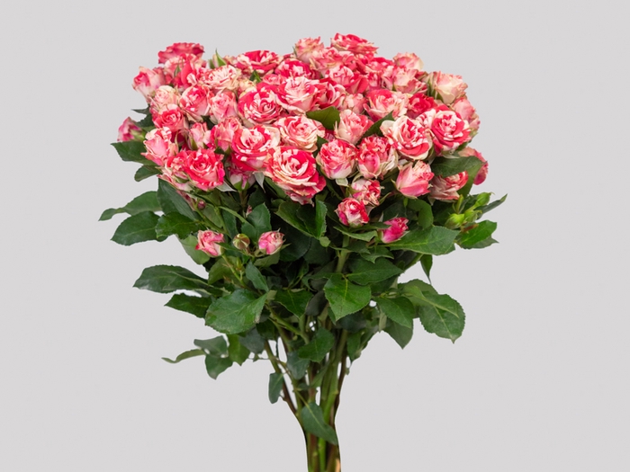 <h4>ROSA SPRAY FIREWORKS 030 CM BICOLOR</h4>