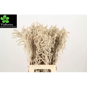 AMAR YEARMING DESERT