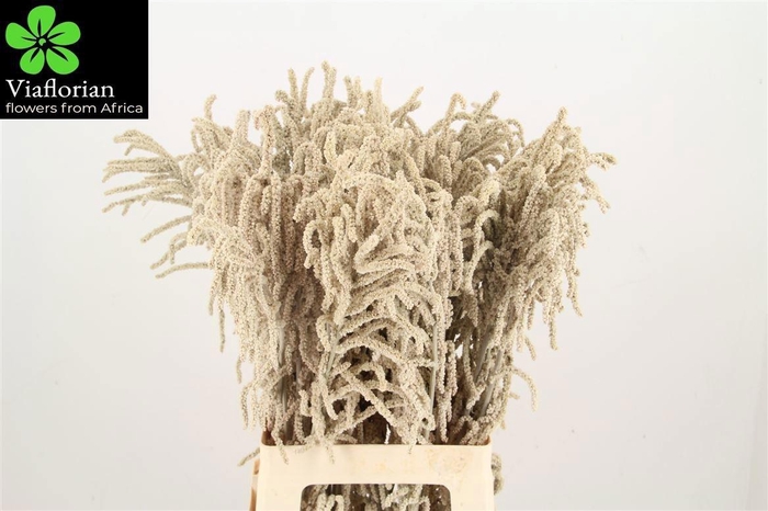 <h4>AMAR YEARMING DESERT</h4>