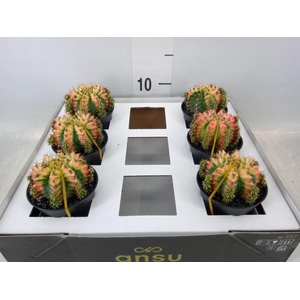 Gymnocalycium mihanov. 'Japan'  mix