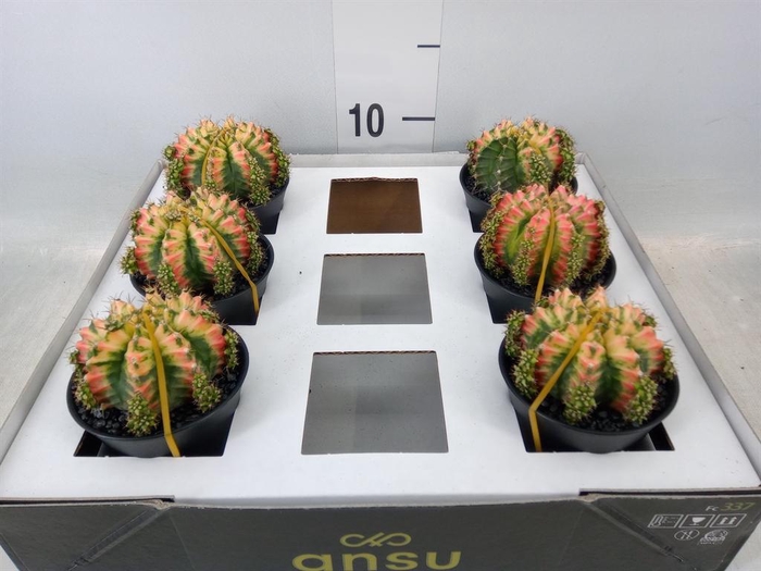 <h4>Gymnocalycium mihanov. 'Japan'  mix</h4>