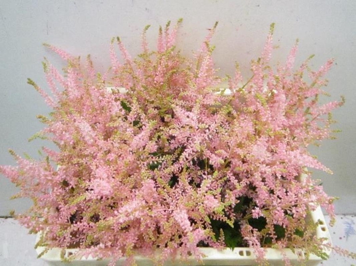 <h4>Astil G Sweet Rose</h4>