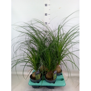 Beaucarnea recurvata