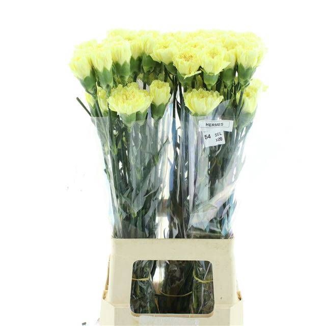 <h4>DI ST HERMES</h4>