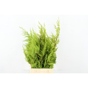 CONIFEER LE GOLD RIDE PER BUNCH