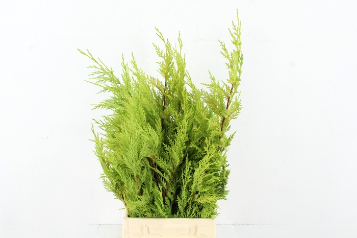 <h4>CONIFEER LE GOLD RIDE PER BUNCH</h4>