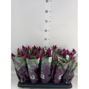 Celosia spic. 'Deep Purple'