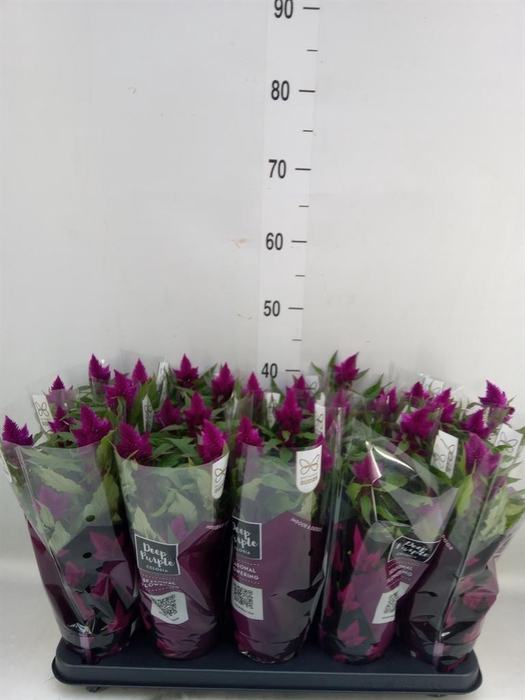 <h4>Celosia spic. 'Deep Purple'</h4>
