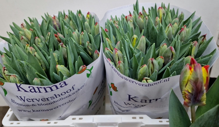 <h4>TU PA RASTA PARROT</h4>