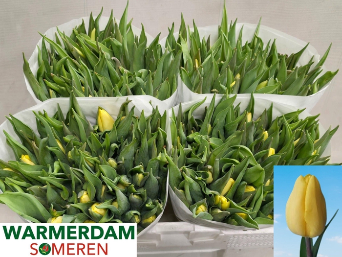 <h4>TU EN SUNNY PRINCE</h4>