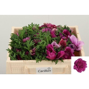 ANEM CO LEVAN FUCSIA