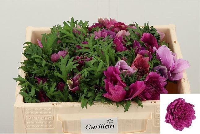 <h4>ANEM CO LEVAN FUCSIA</h4>