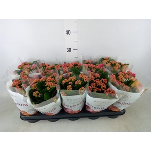 Kalanchoe blos. 'RosDon Victorio'