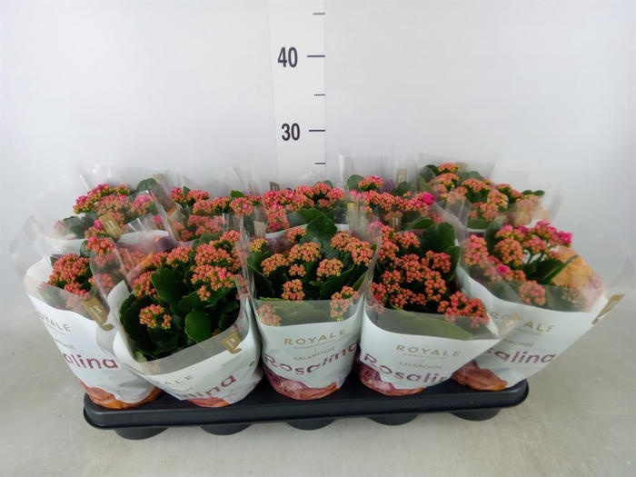 <h4>Kalanchoe blos. 'RosDon Victorio'</h4>