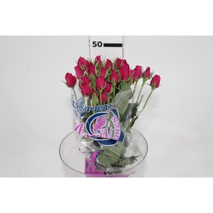 ROSA SPRAY HOT MAJOLIKA 050 CM