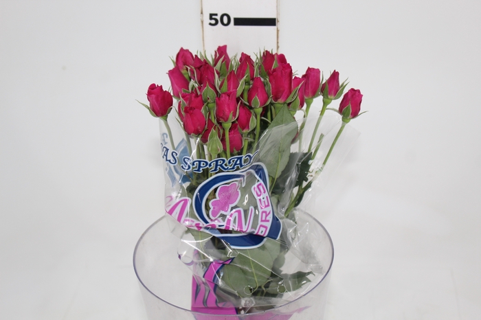 <h4>ROSA SPRAY HOT MAJOLIKA 050 CM</h4>