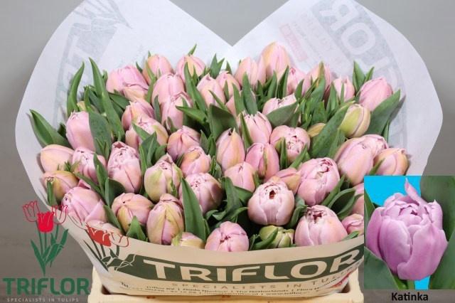 <h4>TU DU KATINKA</h4>