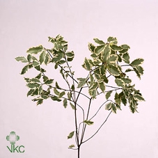 Pittosporum Groen 50