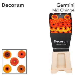 Germini Mix Oranje Diamond