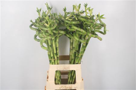 <h4>Drac S Lucky Bamboo</h4>