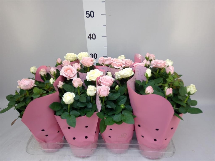 <h4>Rosa  'Infinity'   ...mix</h4>