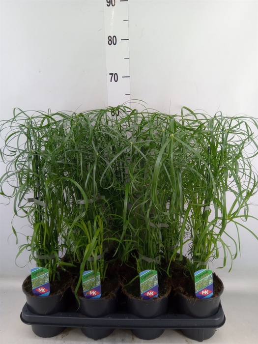 <h4>Cyperus alternifolius</h4>