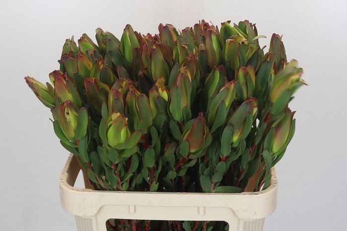 <h4>Leucadendron Laurel Yellow Spray</h4>
