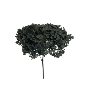 Hydrangea Deep Teal AC09937