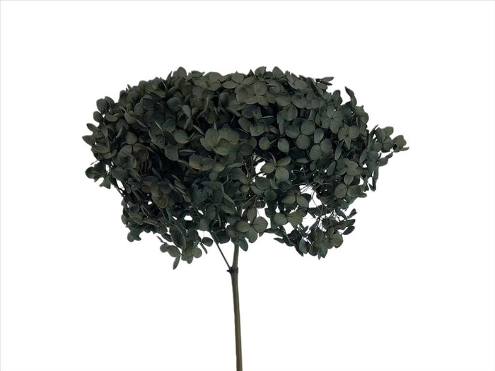 <h4>Hydrangea Deep Teal AC09937</h4>