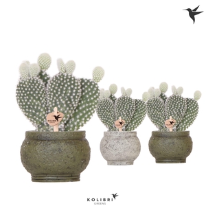 Kolibri Greens Opuntia white in Ancient pot green
