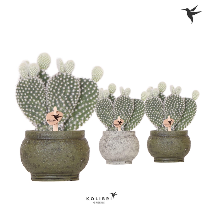 <h4>Kolibri Greens Opuntia white in Ancient pot green</h4>