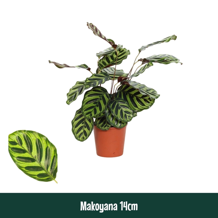 <h4>Calathea makoyana</h4>