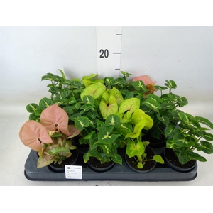 Syngonium   ...mix