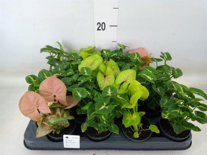 <h4>Syngonium   ...mix</h4>