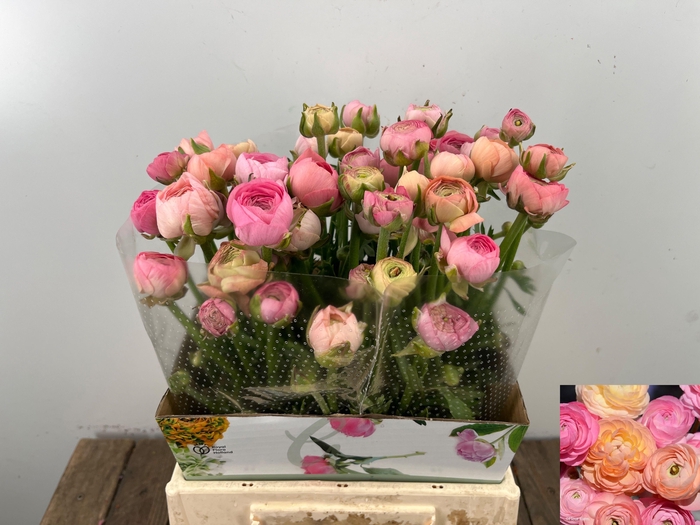 <h4>RAN EL PASTEL PINK</h4>