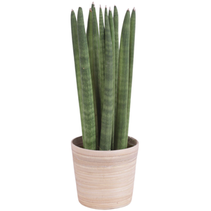 Sansevieria Cylindrica Straight Wood NT465