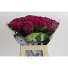 Dianthus Br Kiwi Fuchsia XXL