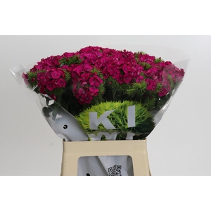 Dianthus Br Kiwi Fuchsia XXL