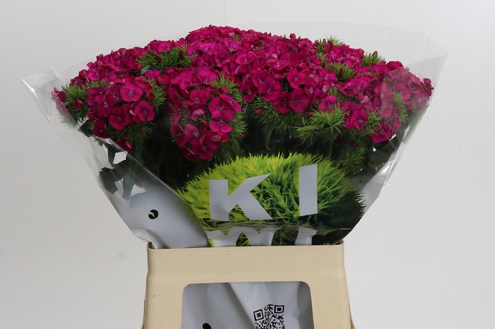 <h4>Dianthus Br Kiwi Fuchsia XXL</h4>