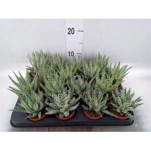 Aloe humilis