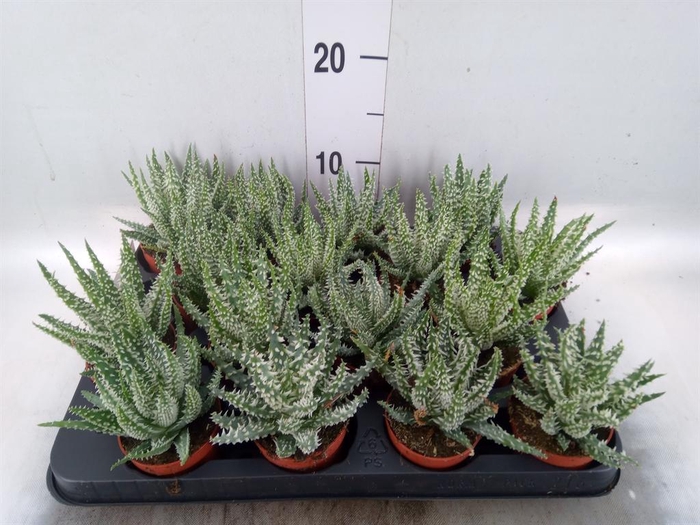 <h4>Aloe humilis</h4>