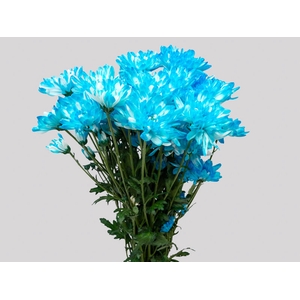 CRISANTEMO ZEMBLA TINGIDO 080 CM AZUL