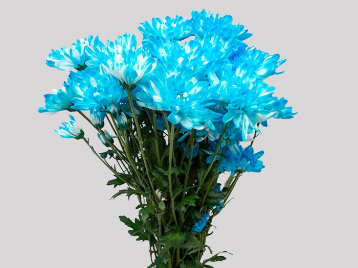 CRISANTEMO ZEMBLA TINGIDO 080 CM AZUL