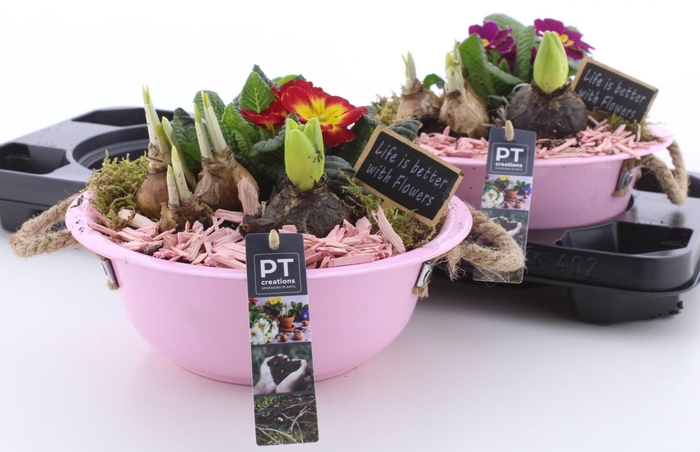 <h4>ARR PL IN SCHAAL</h4>