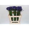 Agapanthus Uri