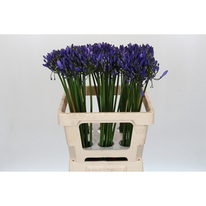 Agapanthus Uri