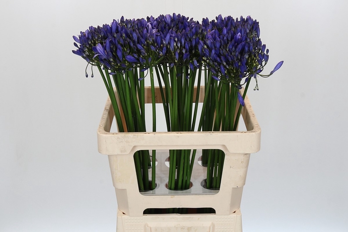Agapanthus Uri