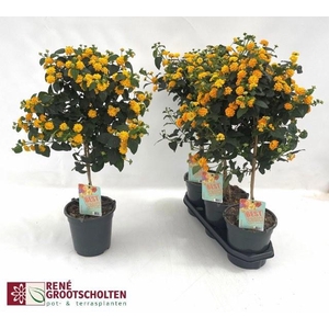 LANTANA CAM OV