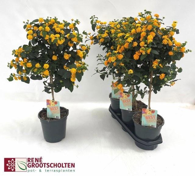 <h4>LANTANA CAM OV</h4>