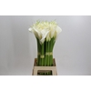 Zantedeschia Eydolls White